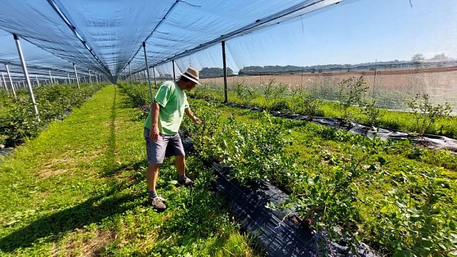 První a k přírodě šetrná borůvková farma v Jihočeském kraji