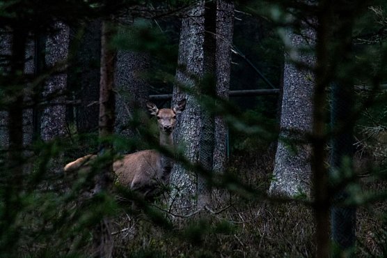 Za jakých pravidel se může dostat zvěřina na talíř českého spotřebitele?